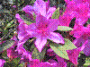 flower show2004 017.jpg